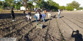 Inician en Las Matas de Farfán la Finca Escuela Tabacalera